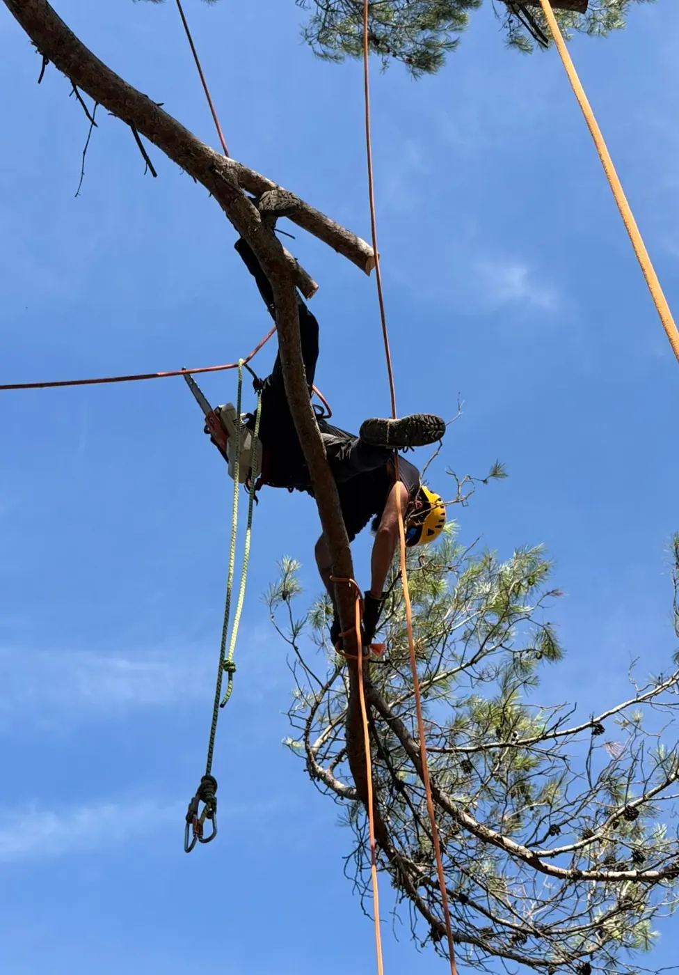 Élagueur suspendu sous corde sur une branche de pin cassée