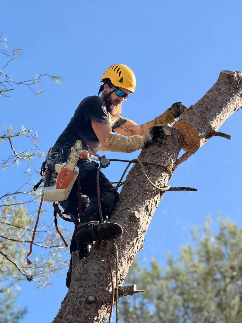 Démontage d'un pin par tronçons, élagueur à la tronçonneuse